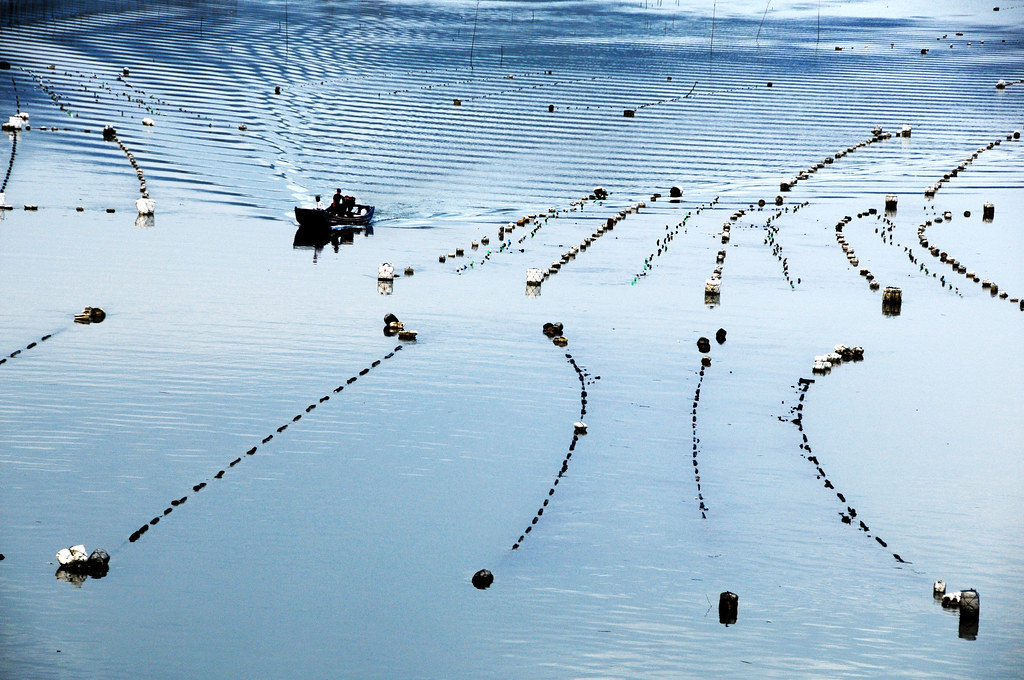 霞浦海带养殖