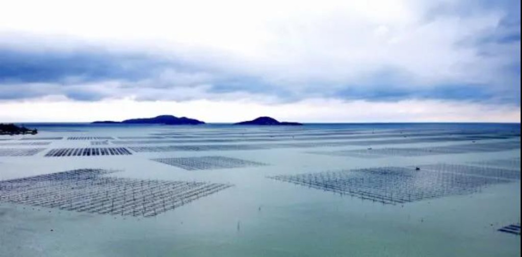 霞浦紫菜养殖